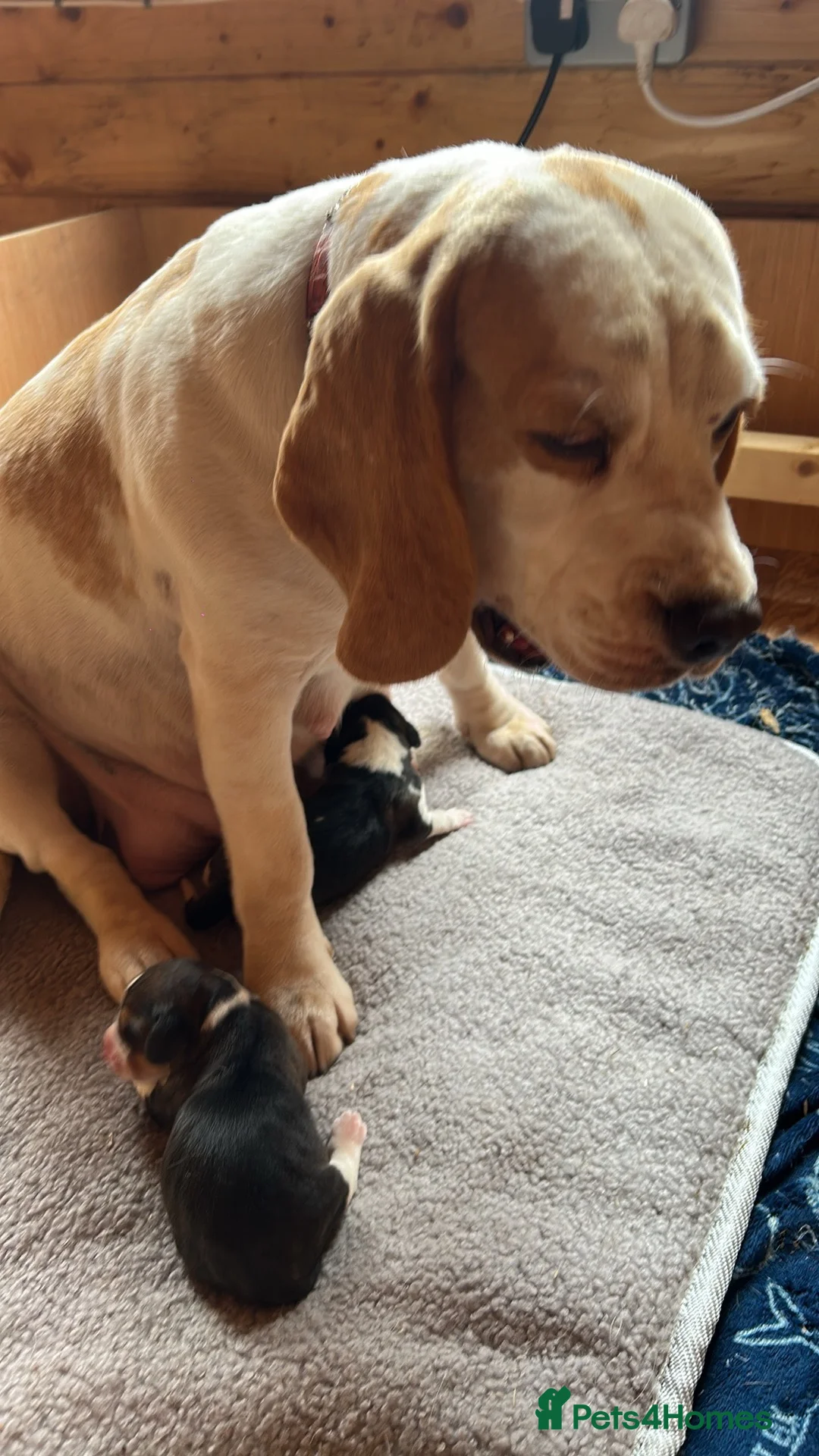 Beagle dogs for sale: STUNNING LITTER OF KC REG CHAMPION LINE BEAGLES  - Advert 1