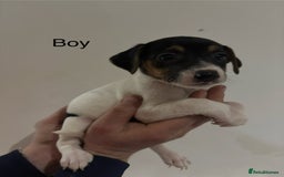 Jack Russell dogs for sale: Jack Russell Puppies For Sale - Advert 6