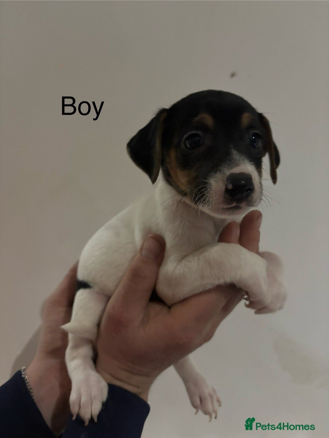 Jack Russell dogs for sale: Jack Russell Puppies For Sale - Advert 6