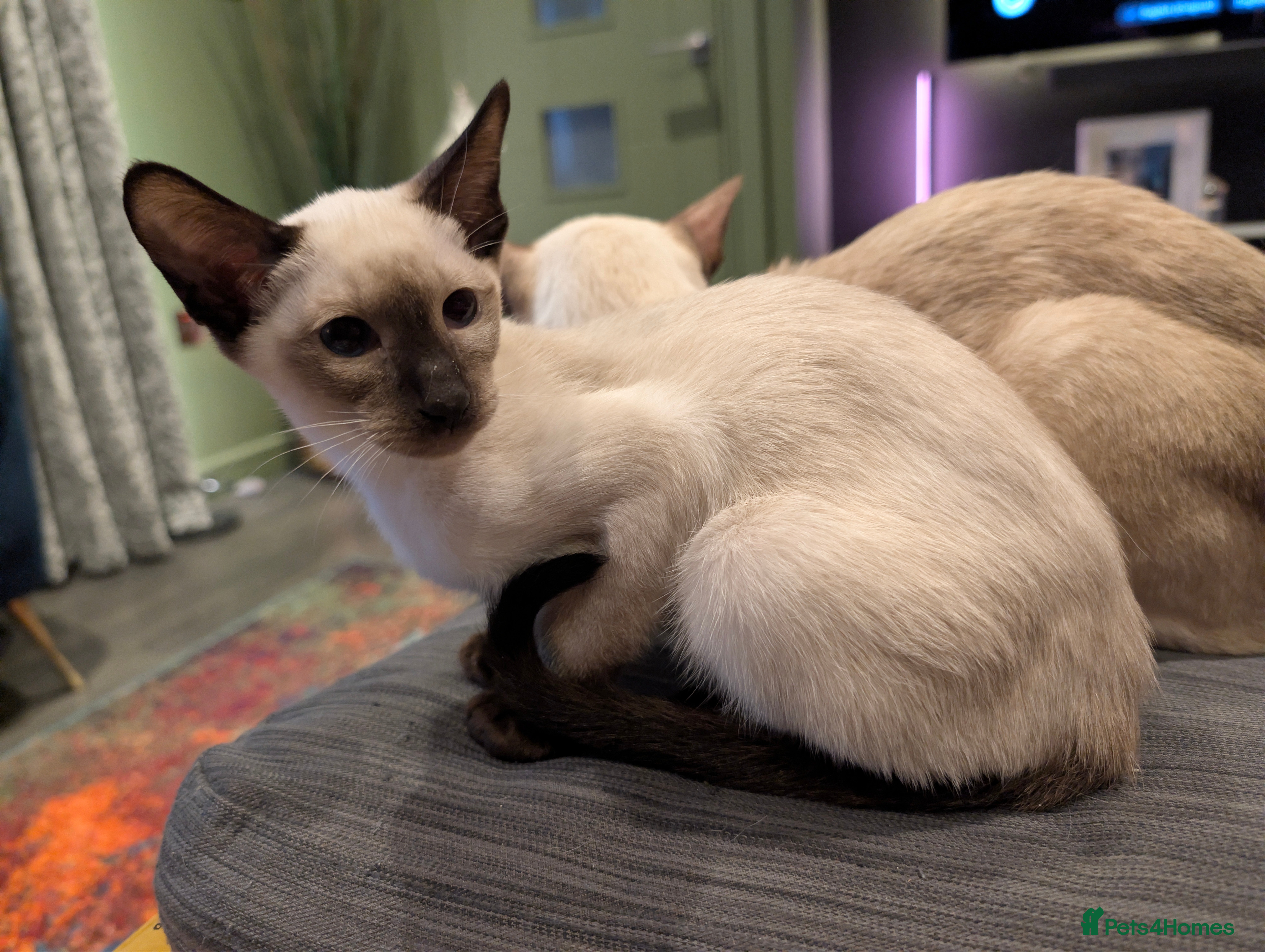 Siamese cats Beautiful Seal Point Pure Siamese kitten - Advert 2