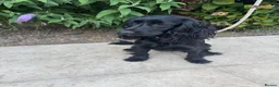 Cocker Spaniel dogs for sale: Female cocker spaniel  - Advert 3