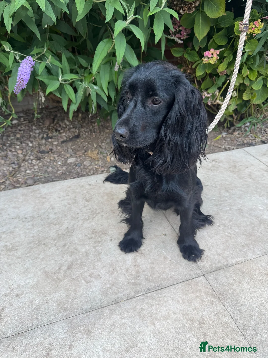 Cocker Spaniel dogs for sale: Female cocker spaniel  - Advert 3