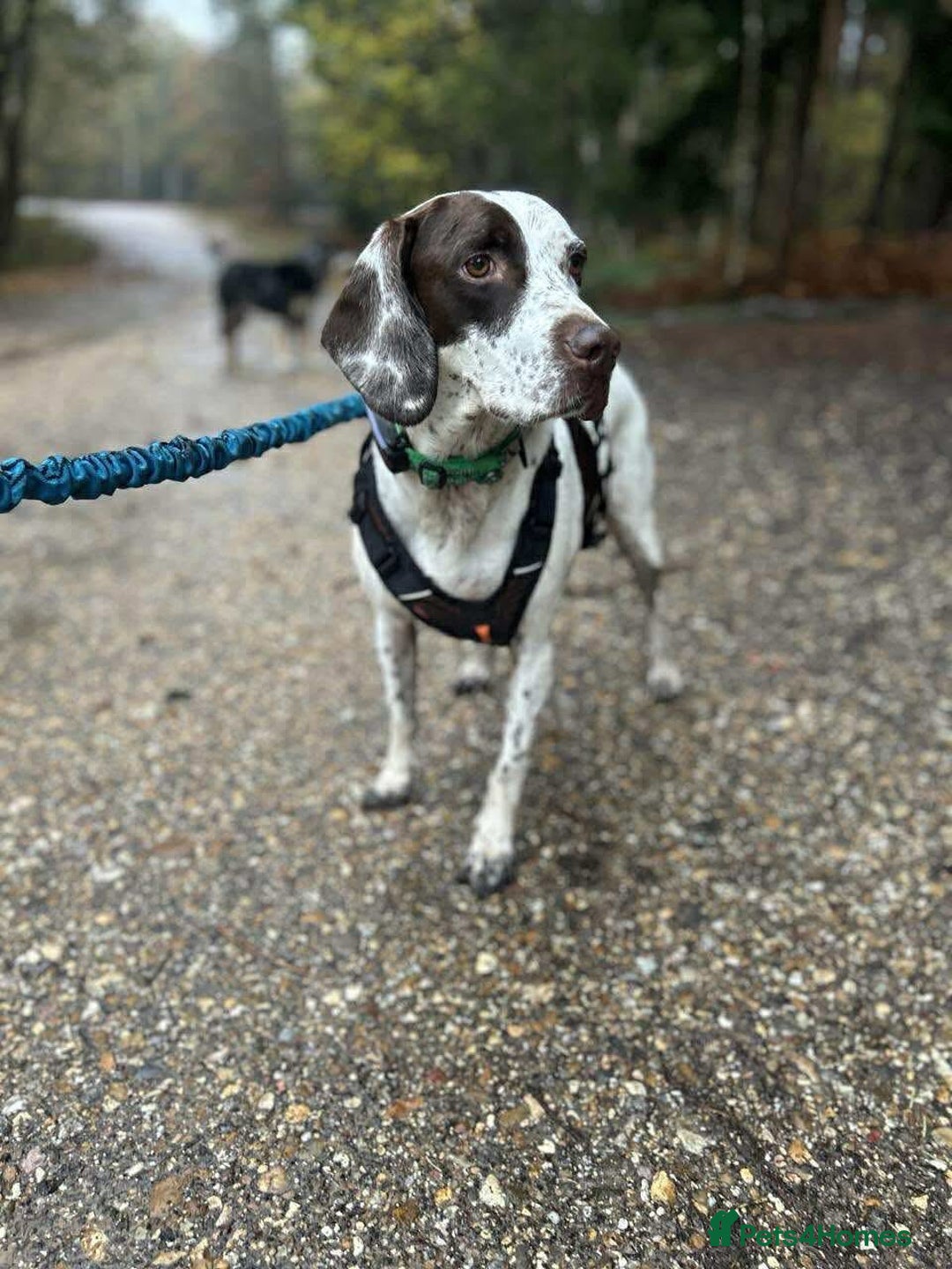Mixed Breed dogs for adoption: Nitsa shy pointer cross girl  - Advert 7