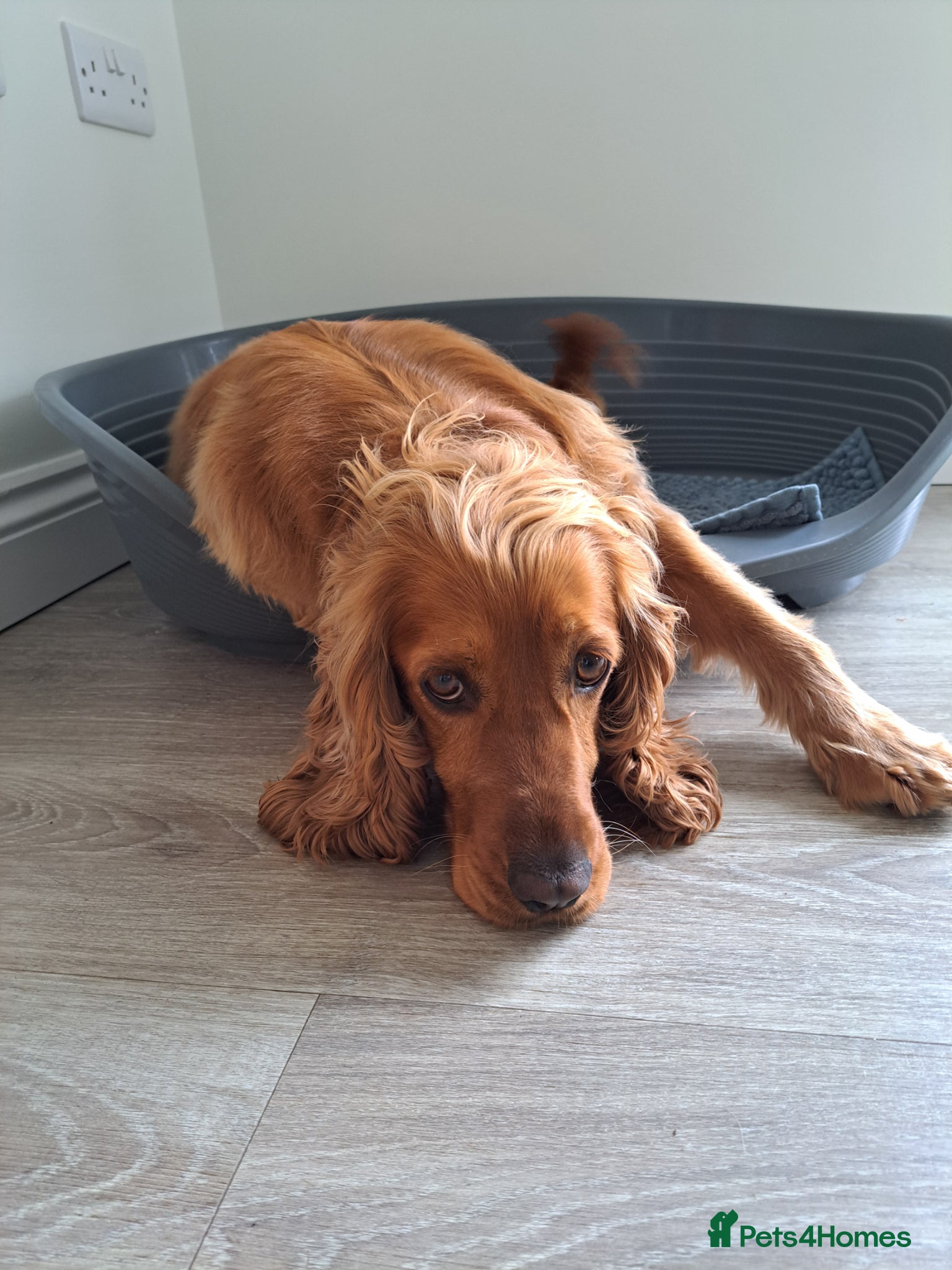 Cocker Spaniel dogs Cocker Spaniel (almost 3 years) - Advert 3