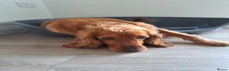 Cocker Spaniel dogs for sale: Cocker Spaniel (almost 3 years) - Advert 1