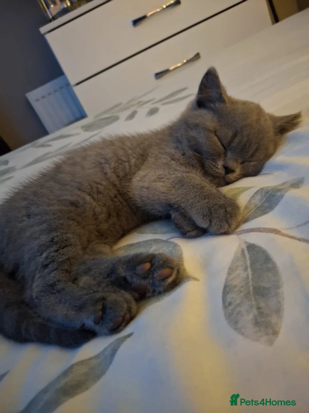 British Shorthair cats for sale: Misty  - Advert 2