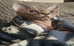 Sphynx cats for sale: Beautiful male sphynx cat - Image 4