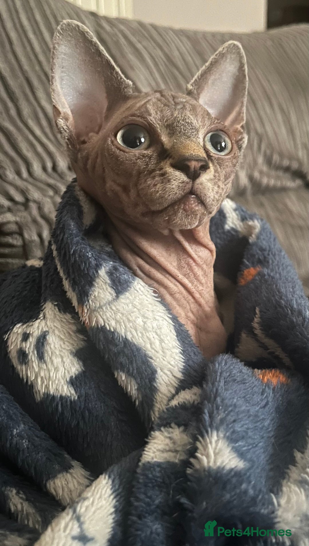 Sphynx cats for sale: Beautiful male sphynx cat - Image 4
