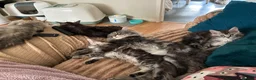 Maine Coon cats for sale: Silver Tabby & Blue Smoke Maine Coon Girls  - Advert 6