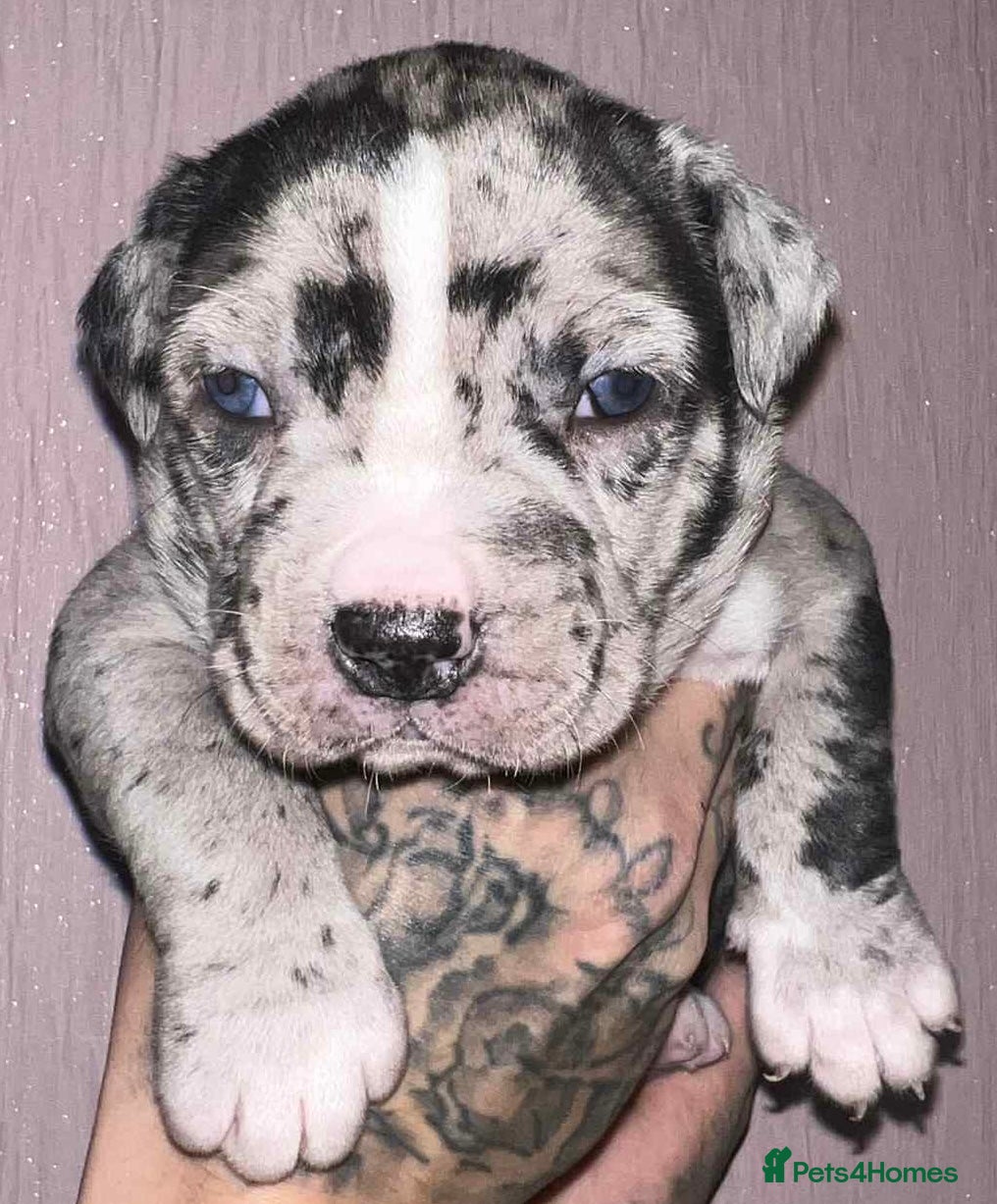 Staffordshire Bull Terrier dogs Beautiful Puppies Are  Looking For New Home :) - Advert 1