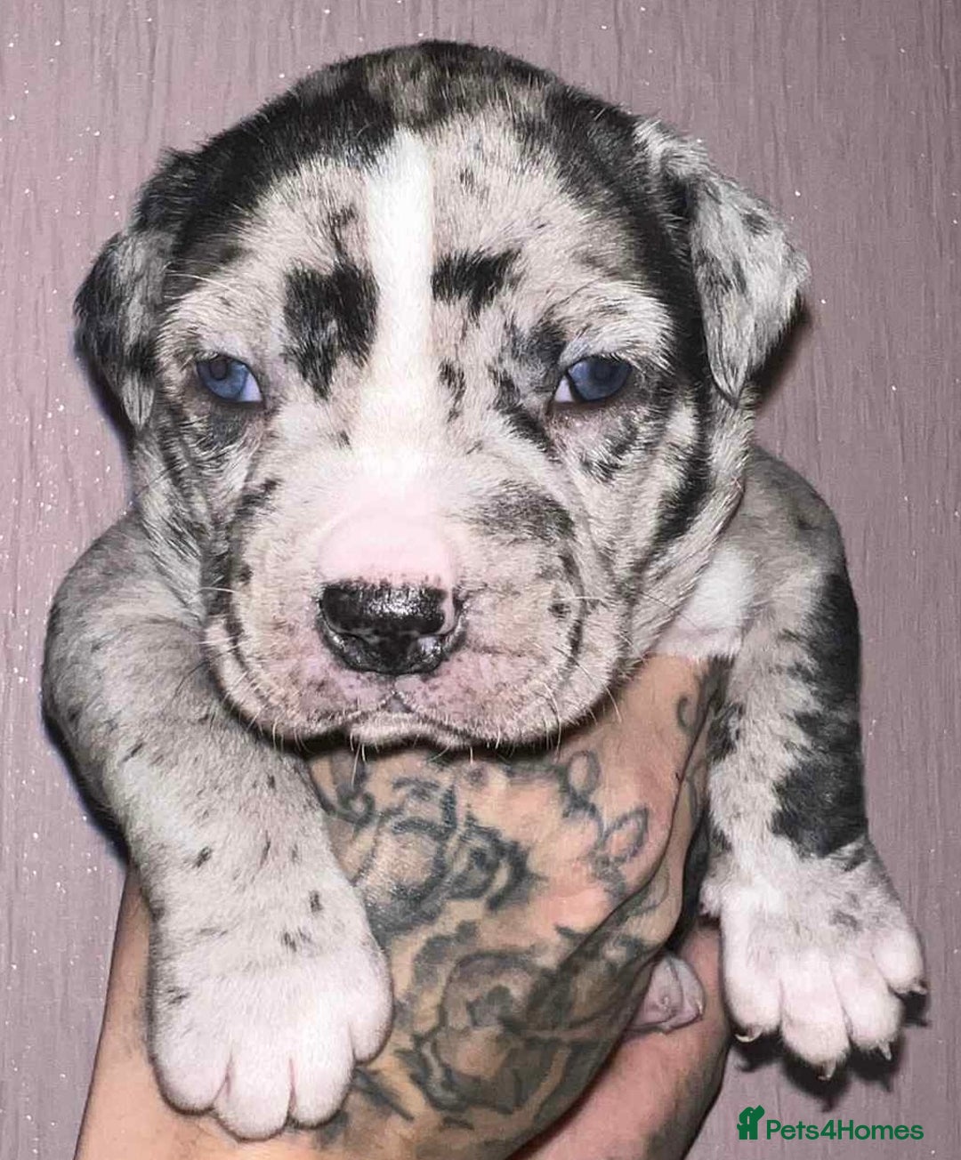 Staffordshire Bull Terrier dogs for sale: Beautiful Puppies Are  Looking For New Home :) - Advert 1