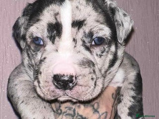 Staffordshire Bull Terrier dogs Beautiful Puppies Are Looking For New Home :) - Advert 5