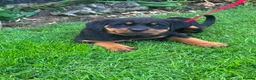Rottweiler dogs for sale: Beautiful Rottweiler puppies for sale in Tonbridge - Advert 4