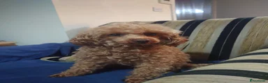 Toy Poodle Puppy 1