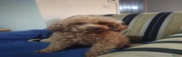 Toy Poodle dogs for sale: Toy poodle girl  - Advert 2
