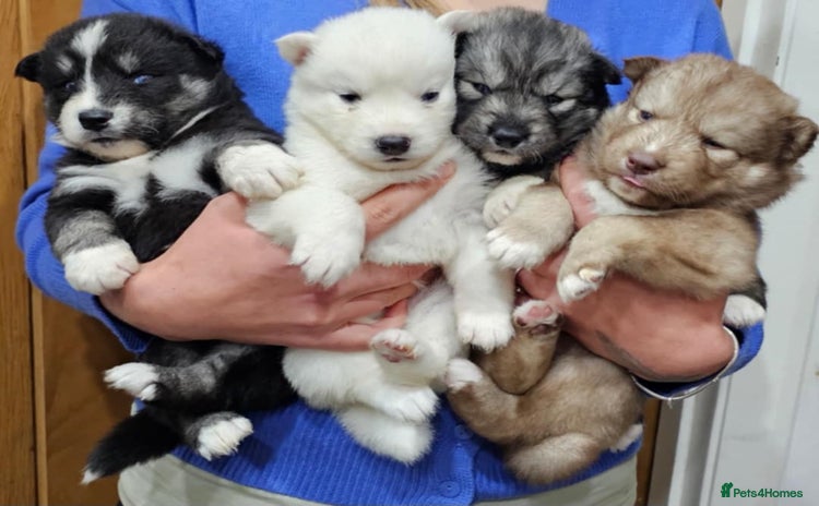 Siberian Husky dogs - Advert 2