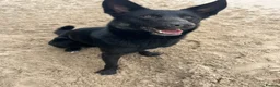 Mixed Breed dogs for sale: Koba  in Windermere - Advert 3