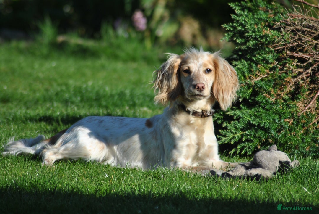 Cocker Spaniel dogs for sale: KC Reg W/T Roan Cocker Spaniels - Image 10