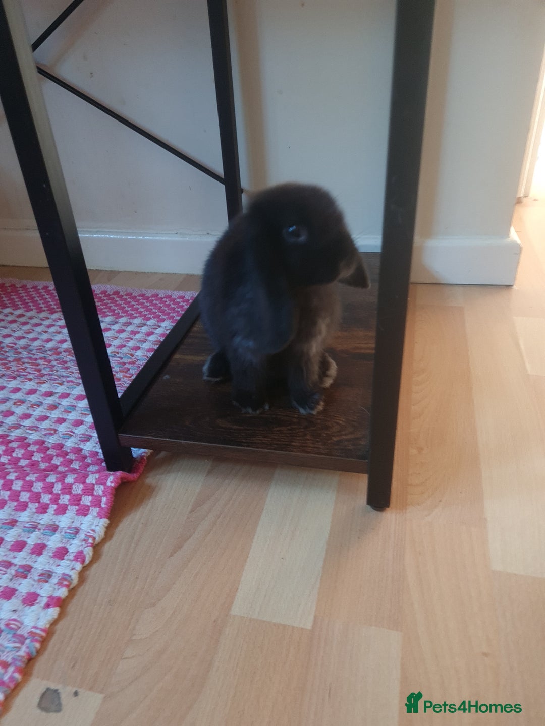 Mini Lop rabbits for sale: 9 week old black boy - Image 2