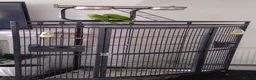Parrots birds for sale: Indian Ringneck parrots in Keighley - Advert 3