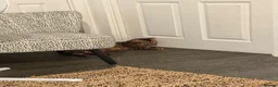 Bengal cats for sale: Glitter Rosetted Male Bengal for Sale 1yr old in Chelmsford - Advert 3