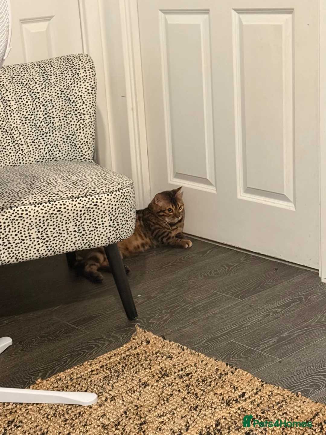 Bengal cats for sale: Glitter Rosetted Male Bengal for Sale 1yr old in Chelmsford - Advert 3