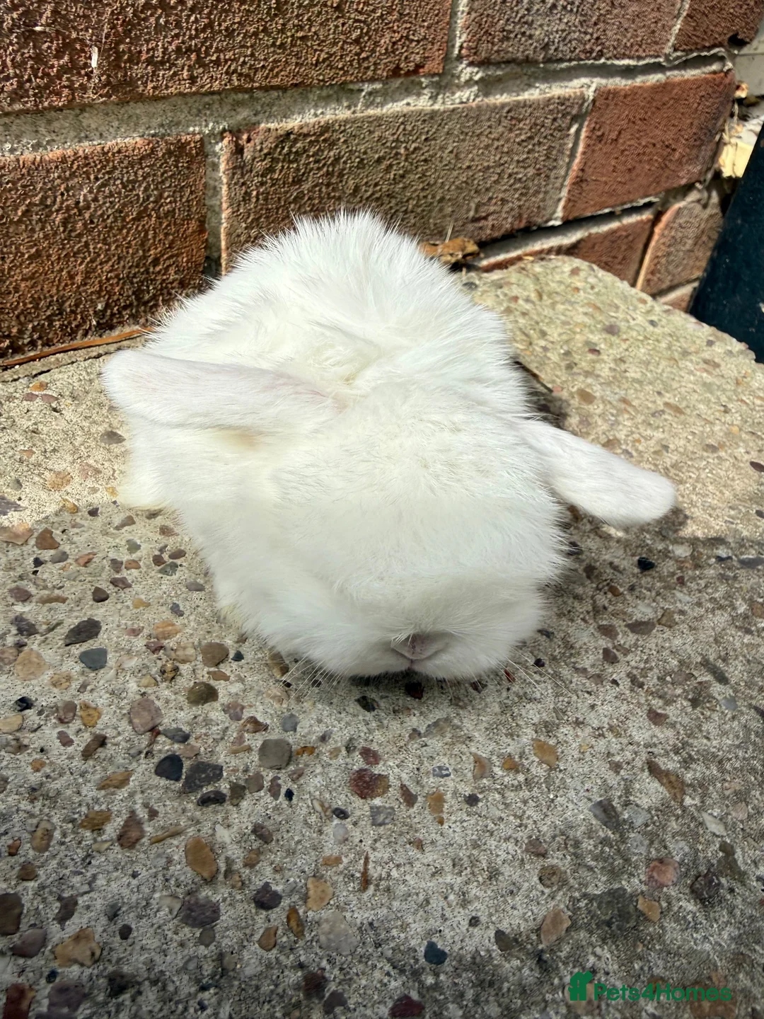 Mini Lop rabbits for sale: Babies for Reservation  - Advert 2