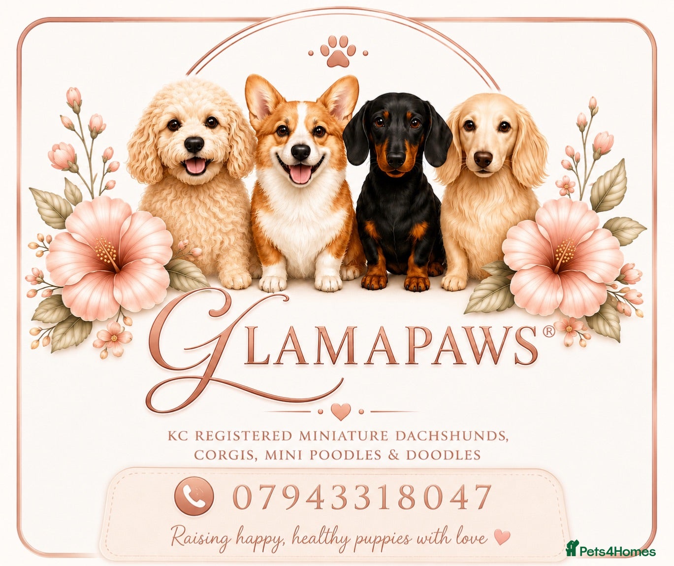 Mixed Breed dogs BEAUTIFUL F1 CORGIPOO GIRL🩷 - Advert 2