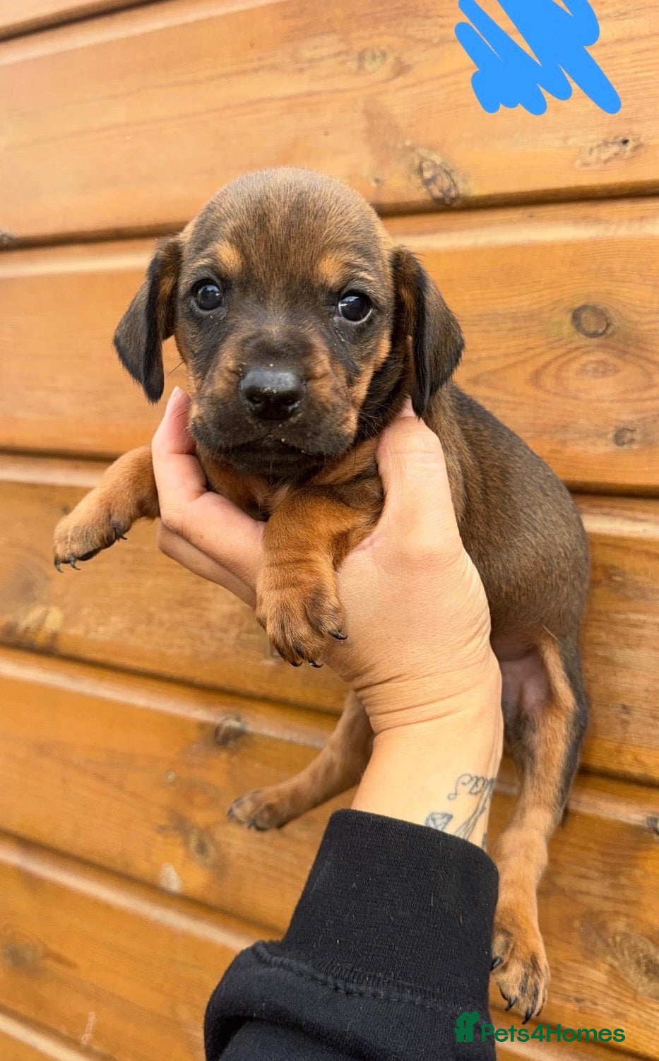 Mixed Breed dogs Mixed Breed Puppys  - Advert 2
