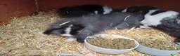 Mixed Breed rabbits for sale: Rabbits-8 weeks old. Cross lop eared, lion heads. in Benfleet - Advert 7