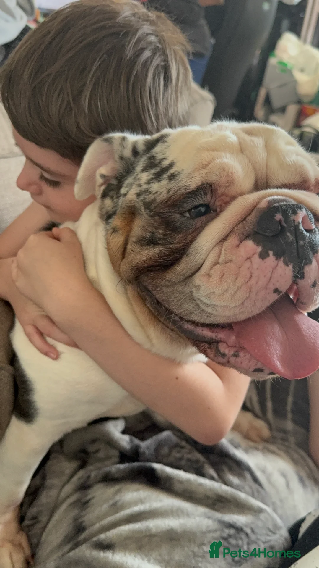 English Bulldog dogs for sale: Reggie looking for 5 star home  - Advert 37