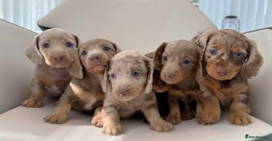 Miniature Dachshund dogs - Advert 9
