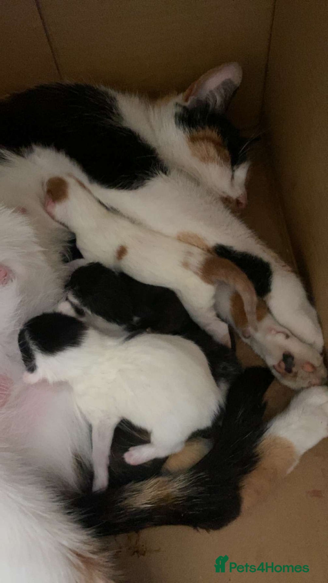 Domestic Shorthair cats for sale: 2 Black and White Kittens for sale - Image 8
