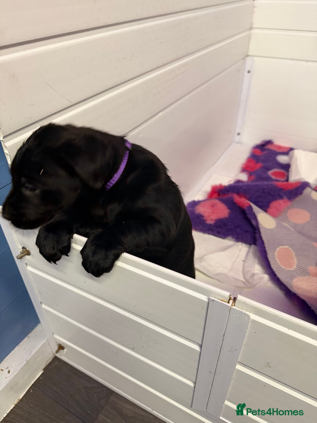 Labrador Retriever dogs for sale: Labradors 6 chunky black boys and 1 little girl - Advert 25