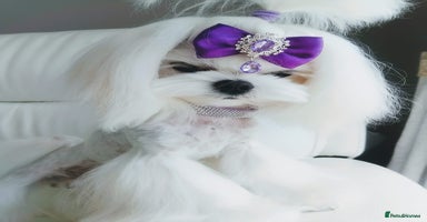 Maltese dogs - Advert 8