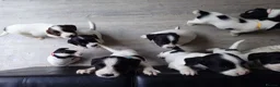 English Springer Spaniel dogs for sale: 7 x English Springer Spaniel puppies for sale - Advert 19