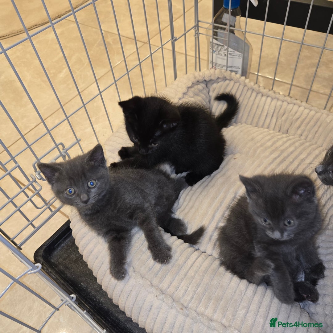Mixed Breed cats for sale: Kittens  - Image 3