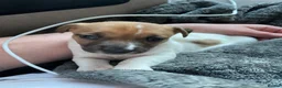 Jack Russell dogs for sale: Jack Russell Puppy  in Kirriemuir - Advert 3