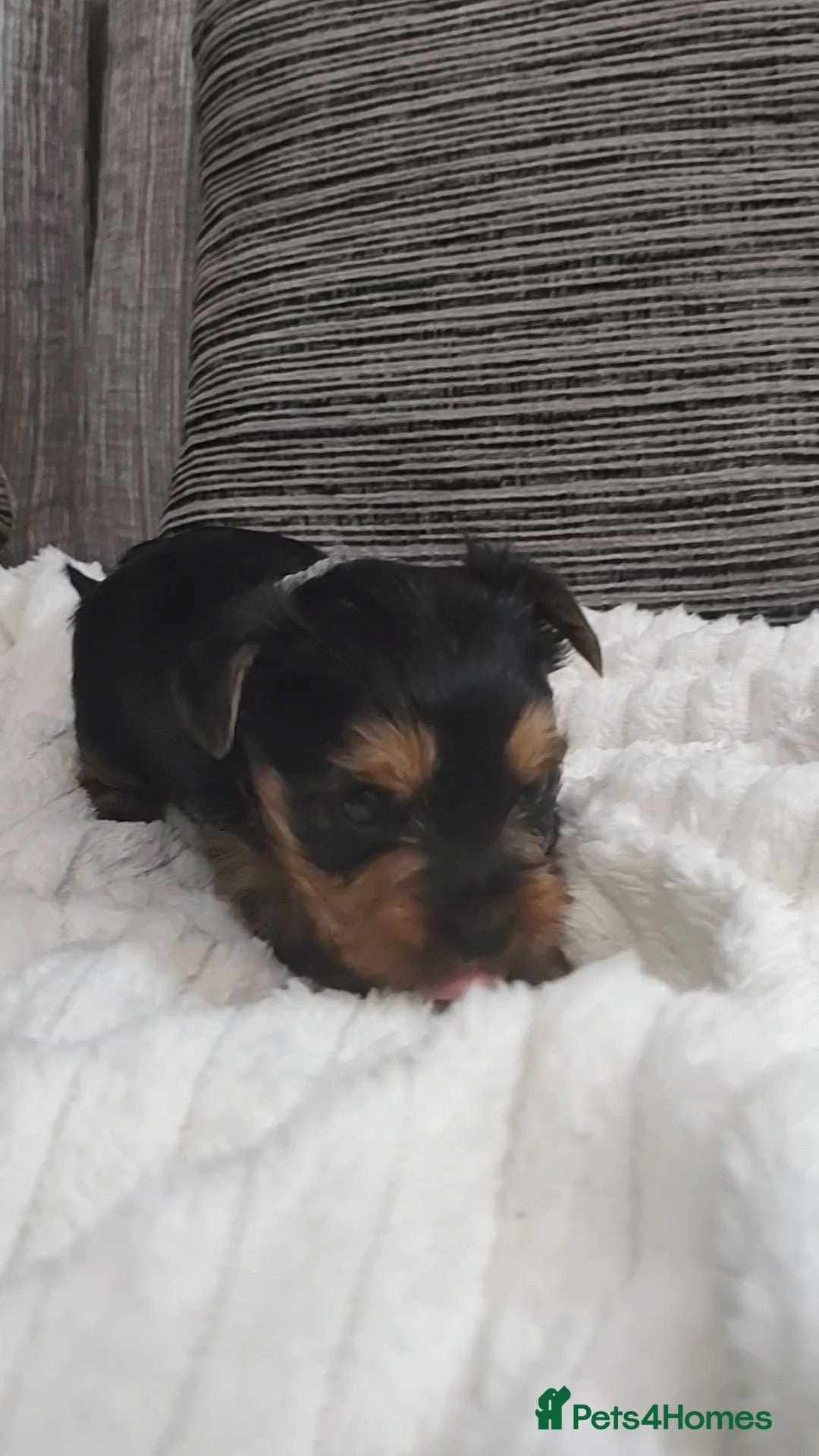 Yorkshire Terrier dogs for sale: Adorable Mini Yorkshire Terrier Puppies - Advert 9