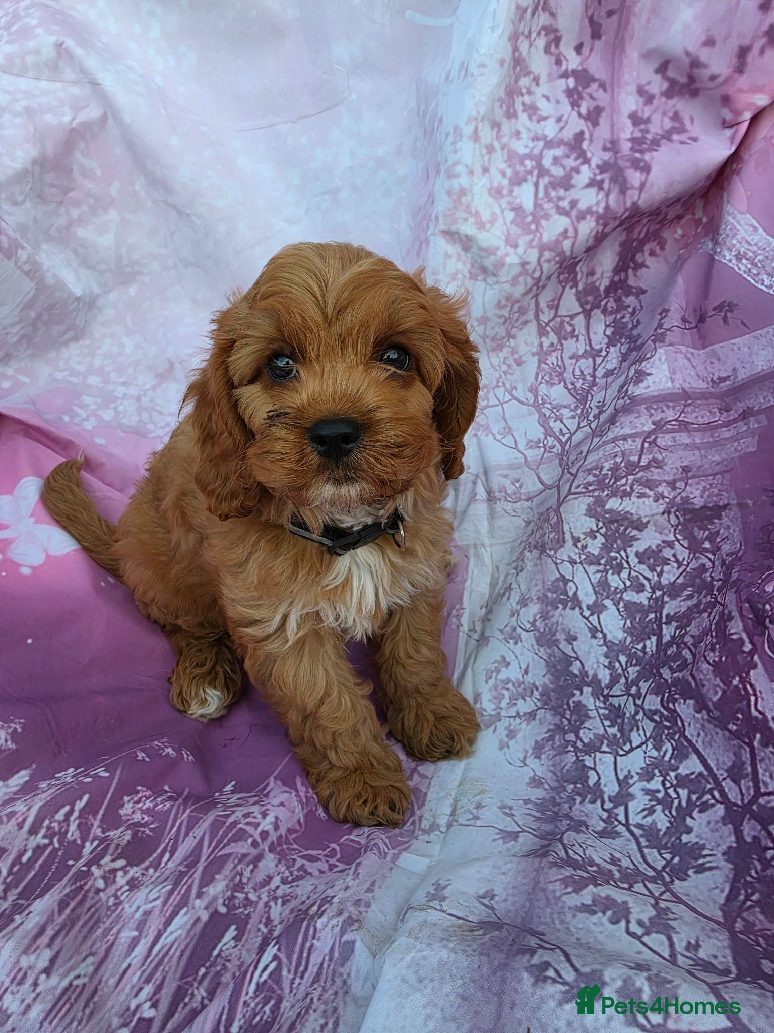 Cavapoo dogs Cavapoo  - Advert 1