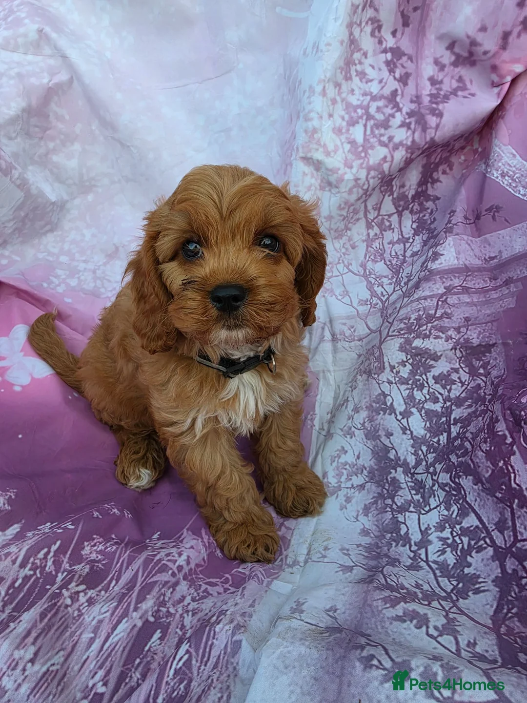 Cavapoo dogs for sale: Cavapoo  - Advert 1