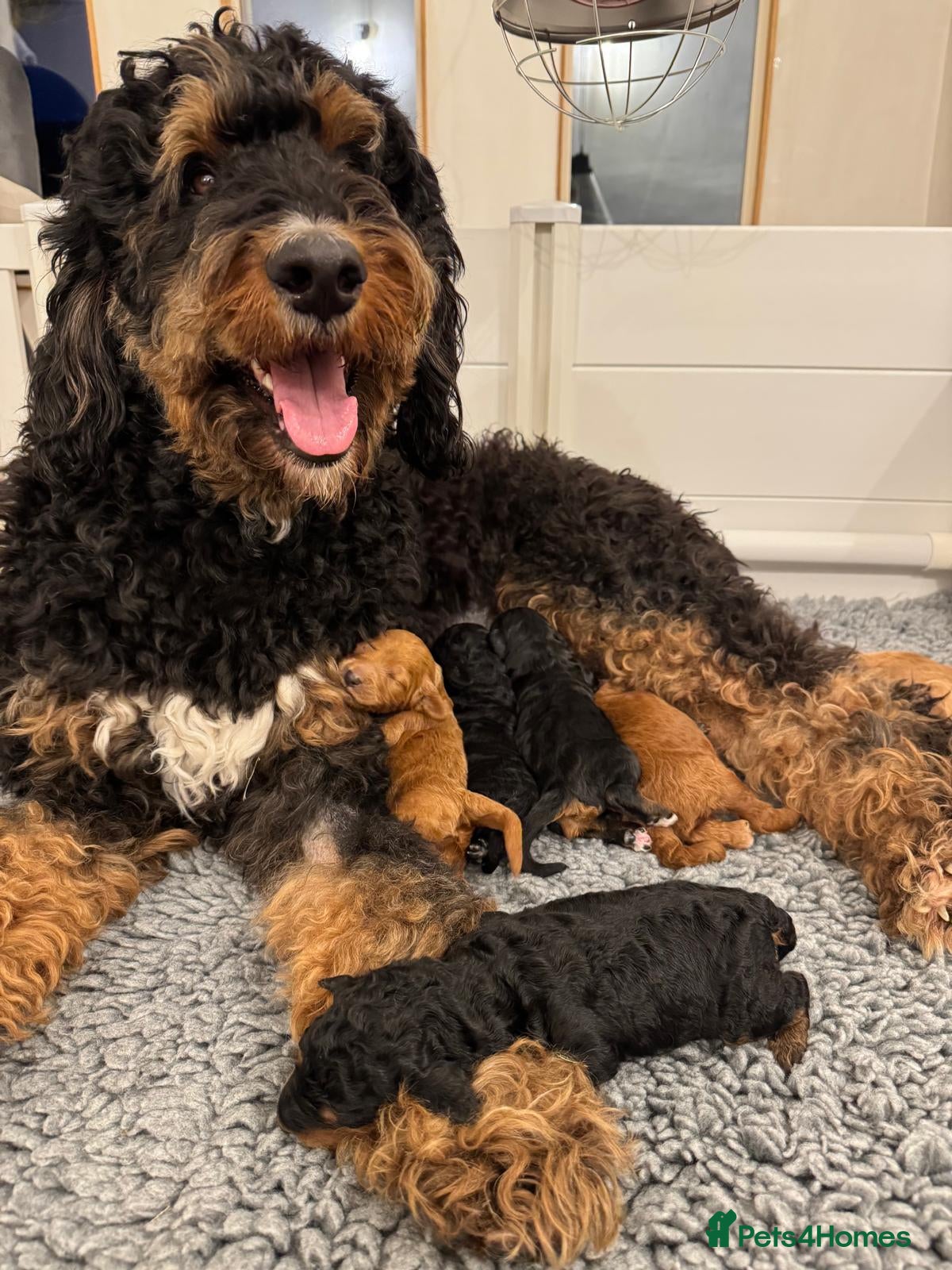 Bernedoodle dogs Bernadoodle puppies for sale - 2 boys 1 girl - Advert 7