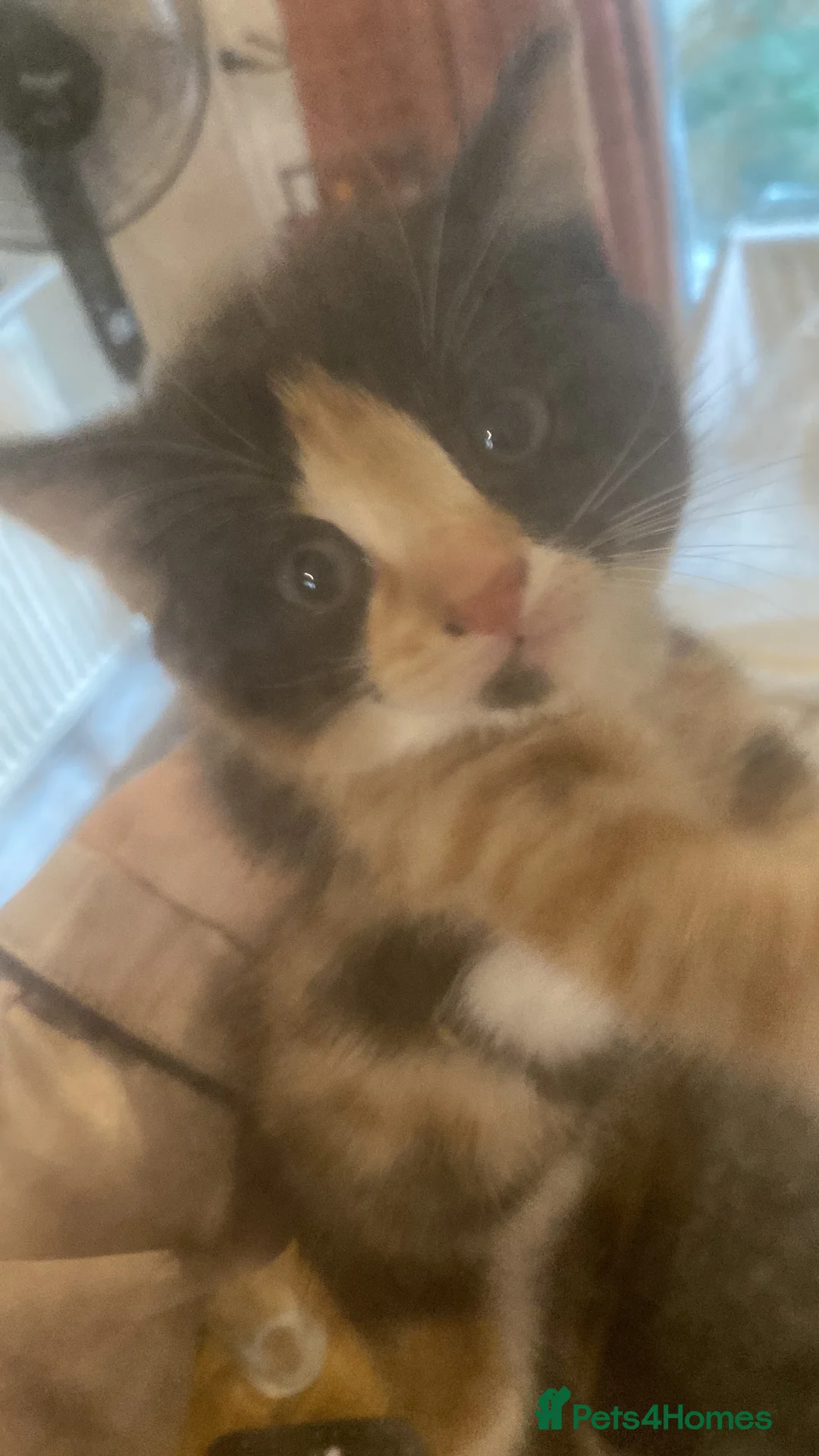 Mixed Breed cats for sale: Beautiful kittens - Advert 2