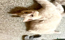 British Shorthair cats for sale: 5 generations pedigree British Shorthair Kittens - Image 8