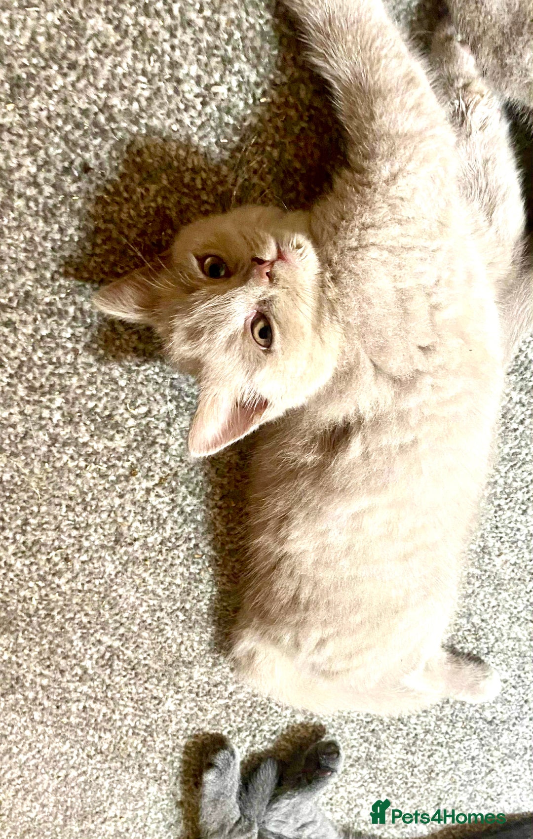 British Shorthair cats for sale: 5 generations pedigree British Shorthair Kittens - Image 8