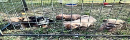 Norfolk Terrier dogs for sale: Norfolk terrier pups - Advert 2