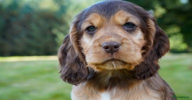 Cocker Spaniel dogs - Advert 8