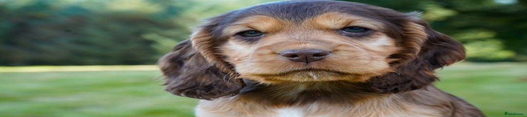 Cocker Spaniel Puppy 2