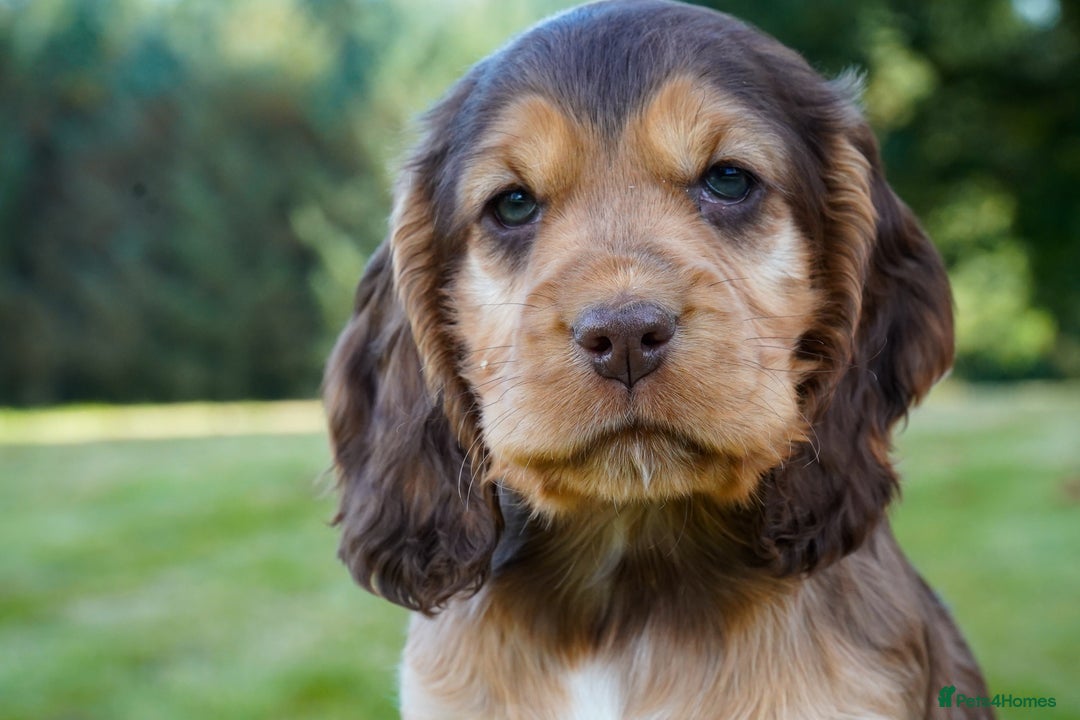 Cocker Spaniel dogs for sale: Show Cocker Spaniel puppies - Image 2