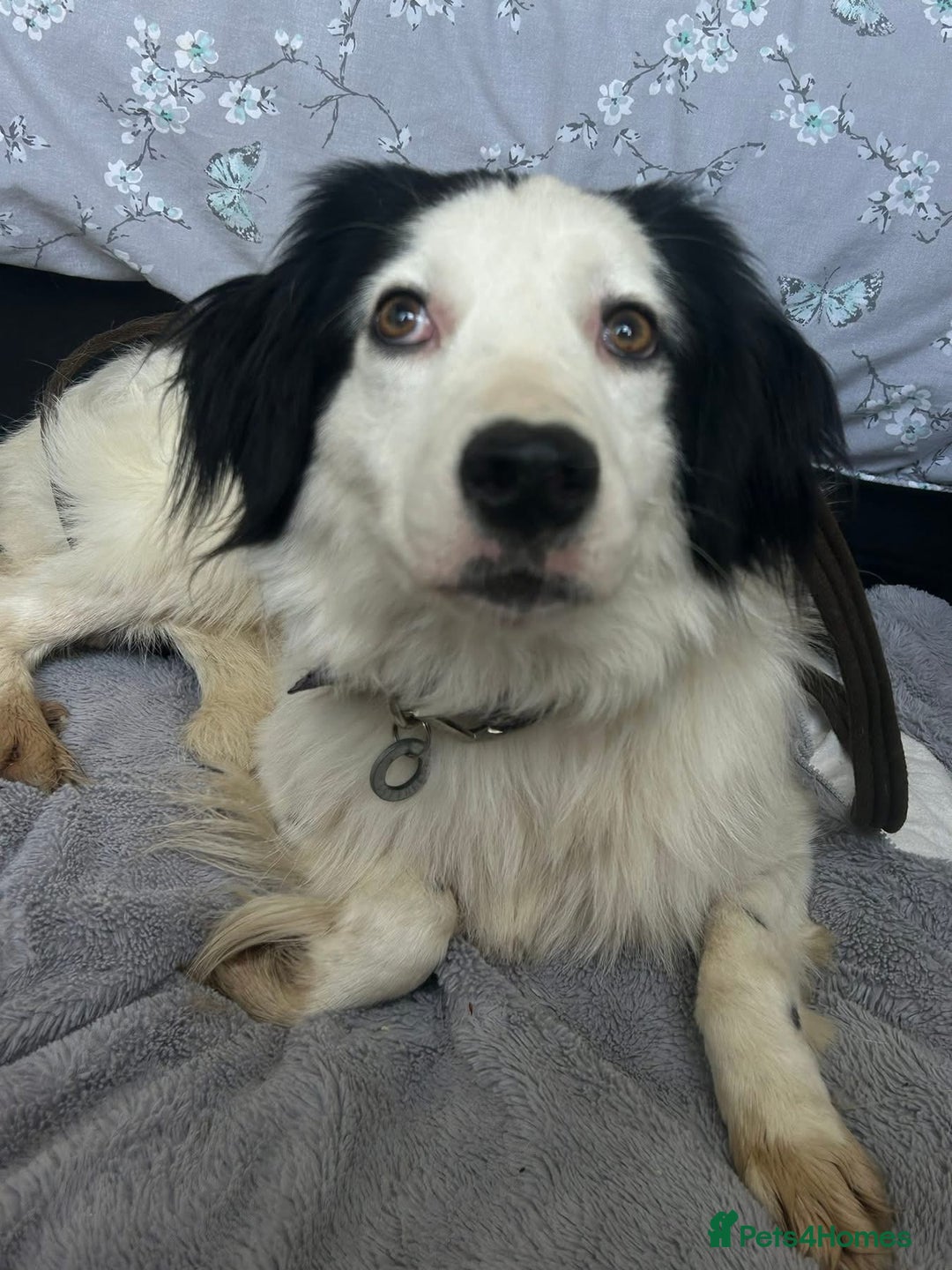 Mixed Breed dogs for adoption: Spotty - Norwich Norfolk  - Image 13